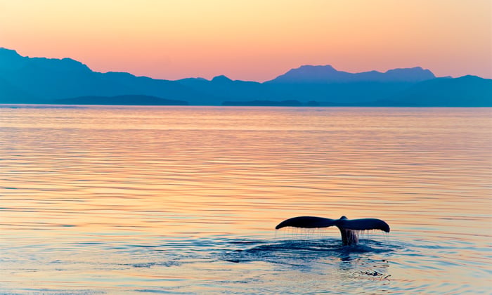 sunset_whale_tail_alaska