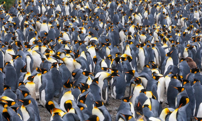 penguins in antarctica