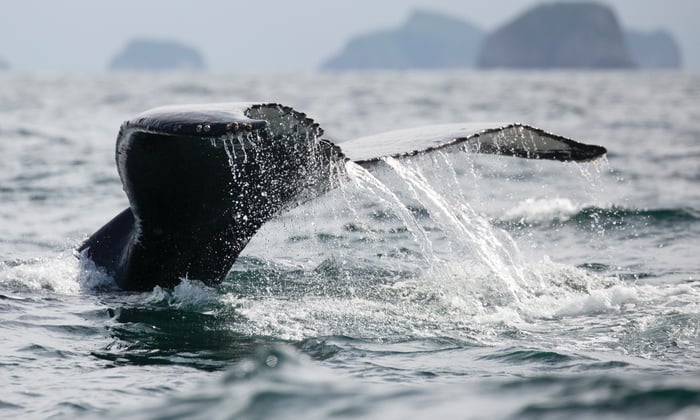 Whale sighting on a Alaska Pacific Northwest expedition cruise