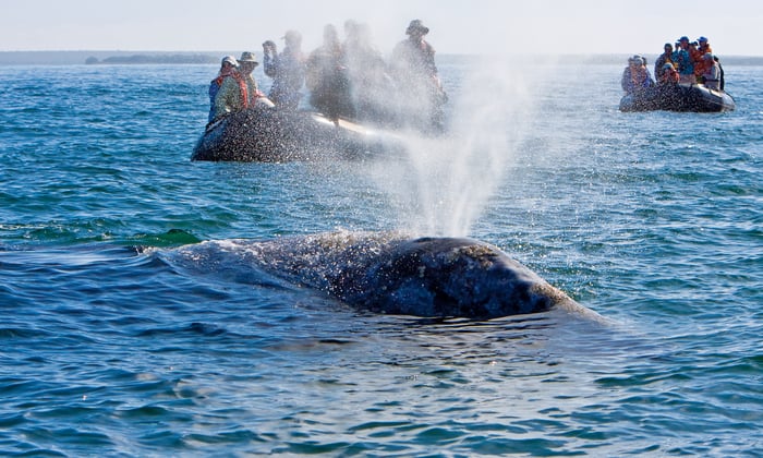 Lindblad Expeditions - Zodiac whale watching excursion in the Sea of Cortez