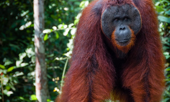 Orangutan in the Tanjung Puting National Park in Kalimantan in Borneo Indonesia