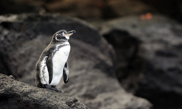A Galápagos penguin in the Galápagos Islands