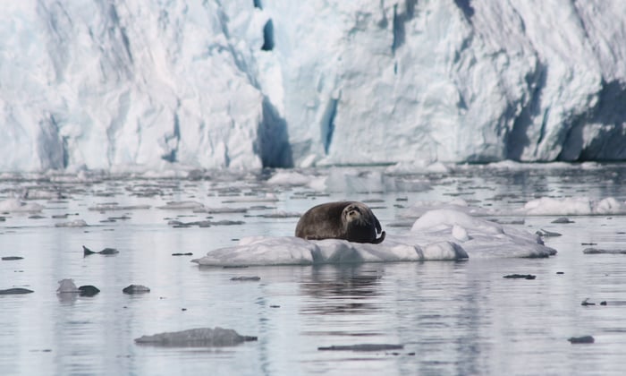 Weddell Sea on ice flow off shore, Arctic