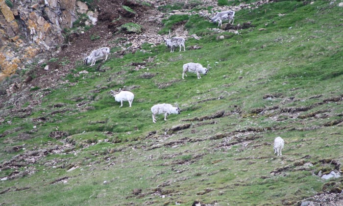 Herd of Karibu reindeer, Arctic