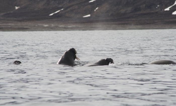 Walrus swimming in Arctic waters