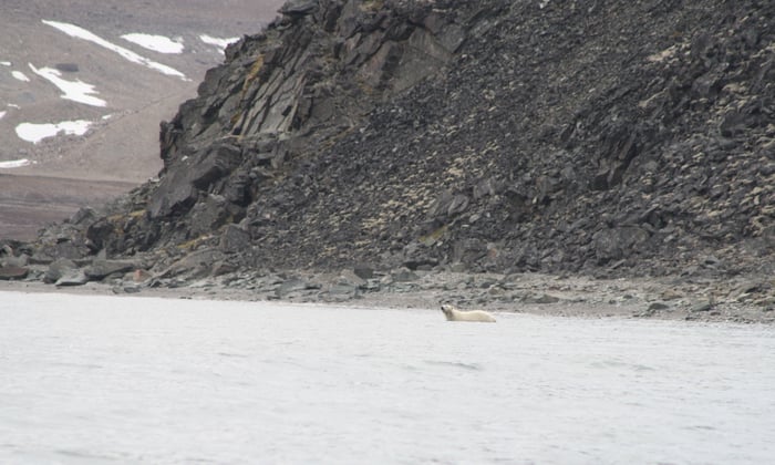 Polar bear starting to swim in Arctic
