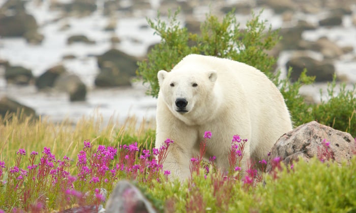 polar_bear_hudson_bay_churchill