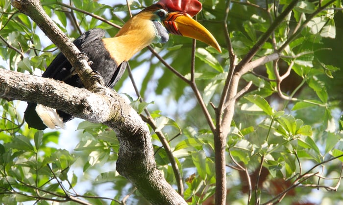 Knobbed hornbill in Tangkok National Park, Sulawesi