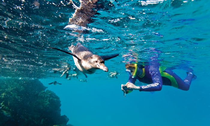 Snorkeller with underwater camera in the Galapagos