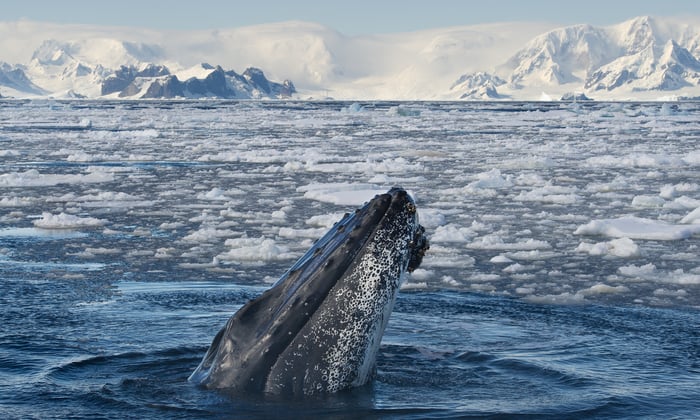 Humpback whale in Antarctica