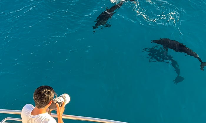 National Geograhic Endeavour II Galapagos Dolphins