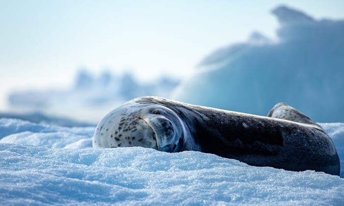 Leopard seal lazing on ice in Antarctica, common wildlife to see on an Antarctica expedition