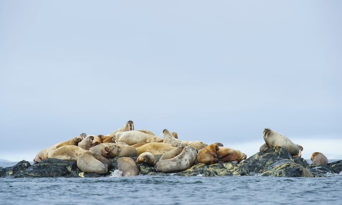 Walrus haul-out in the Arctic