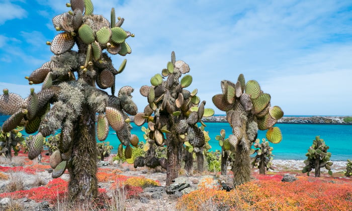 South Plaza Island, Galapagos