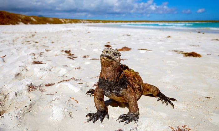 iconic wildlife species expedition cruise