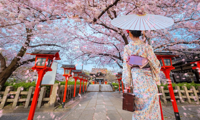 Rokusonno shrine and geisha walking during full bloom cherry blossom in Kyoto Japan