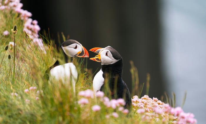 Atlantic Puffins in Scotland’s Treshnish Isles