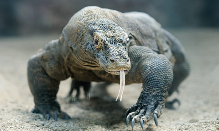 Komodo Dragon in Komodo National Park, Indonesia