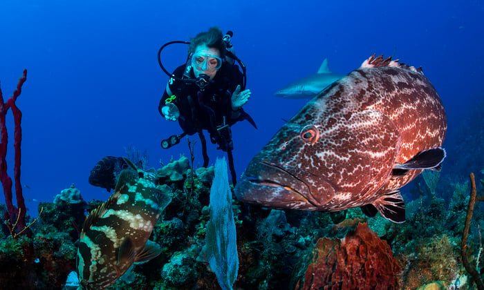Sylvia Earle diving © Michael Aw