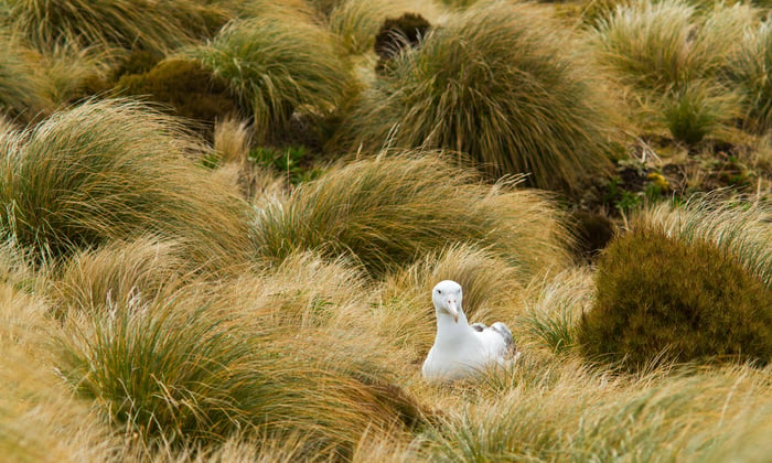 Nesting royal albatross on Campbell Island, New Zealand