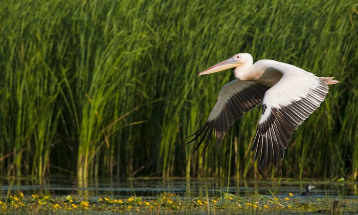 White pelican on the Danube Delta, Romania
