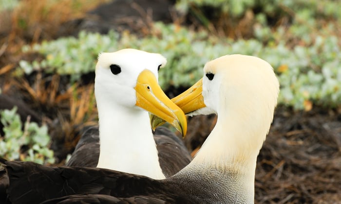 A yellow-headed waved albatross in the Galápagos Islands