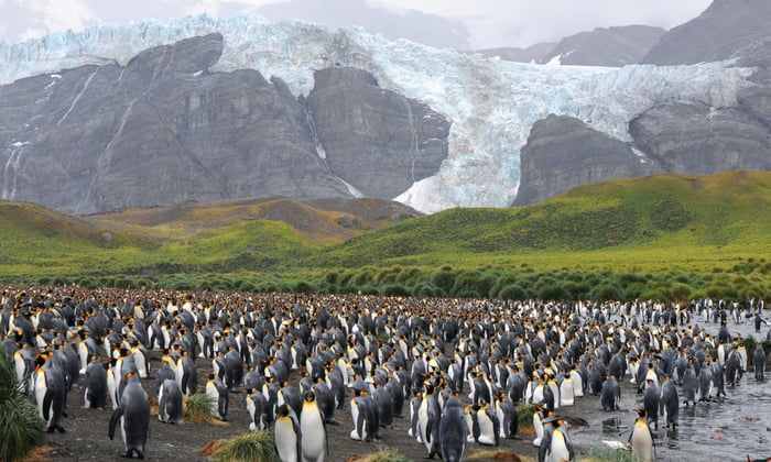Penguins in South Georgia