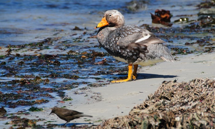 Flightless steamer duck in the Falkland Islands