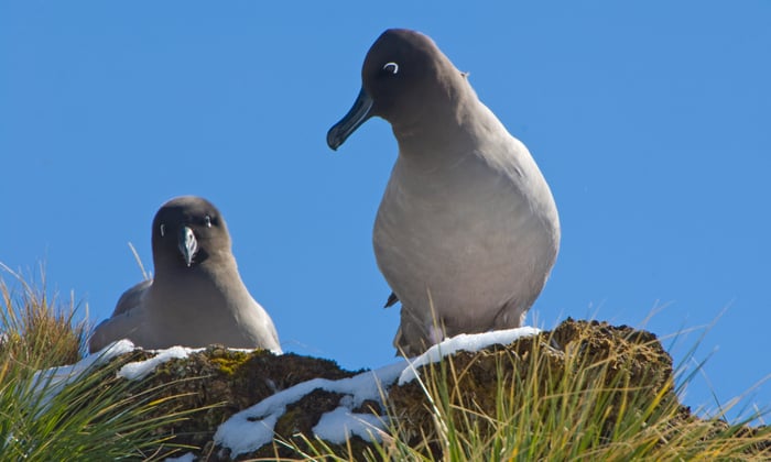 Light-mantled sooty albatross, South Georgia