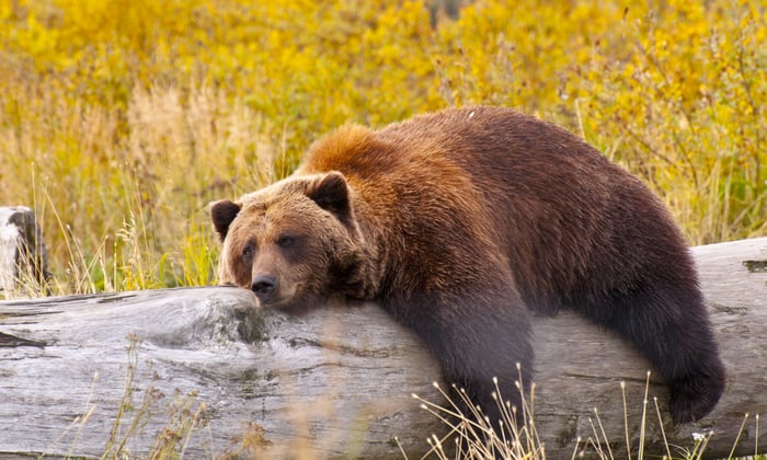 Alaska Grizzly Bear