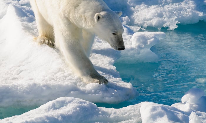 Polar bear in the Arctic Circle, Barentsoya, Svalbard
