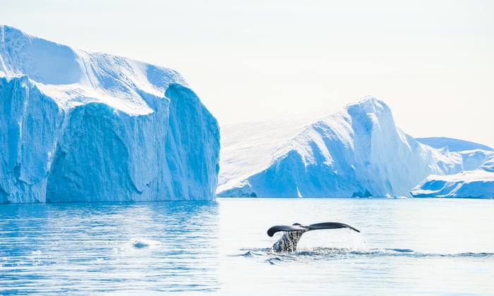 Humpback whale breaching in Ilulissat icefjord in Greenland