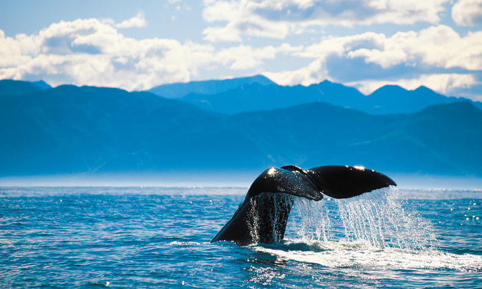 Whale tail in Alaska