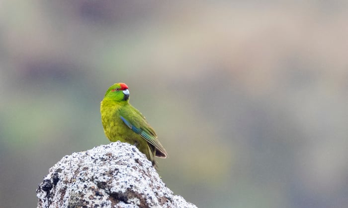 Reischek's parakeet, Antipodes Islands, New Zealand