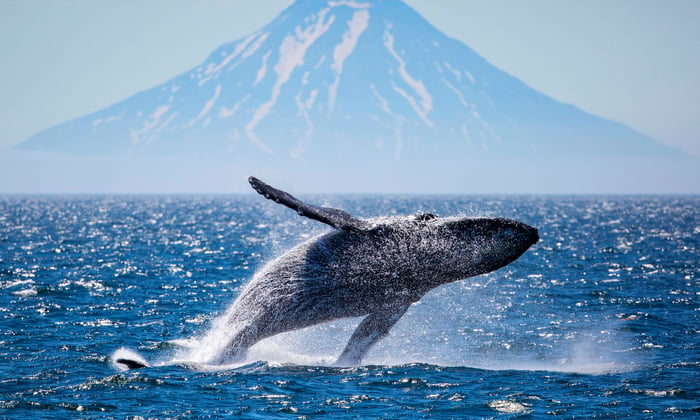 Whale breaching in front of Atlasova Island, Russian Far East
