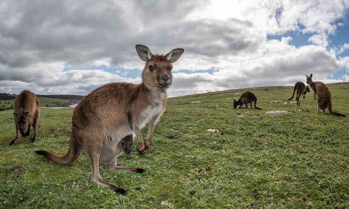 Kangaroo Island, Australia