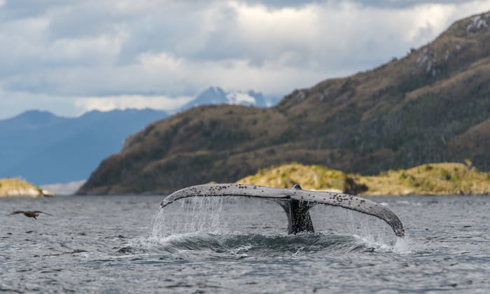 Humpback whale tail in Parque Marino Francisco Coloane, Patagonia