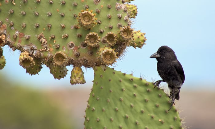 Black Darwin finch on a prickly pear tree in The Galapagos