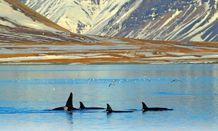 Killer whales in Iceland