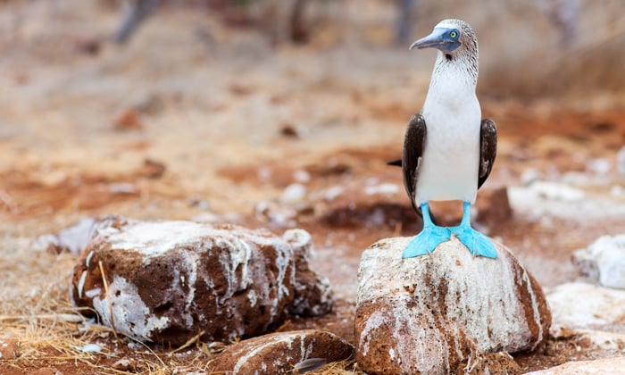 Blue footed booby in the Galapagos