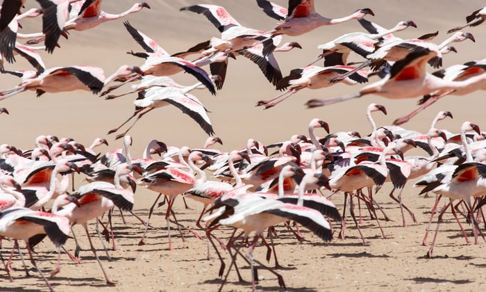 Flamingos in Walvis Bay, Namibia