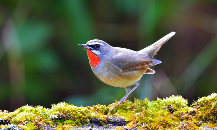 Siberian rubythroat, Russian Far East