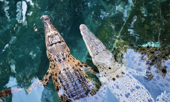 Juvenile Crocodiles, Darwin, Australia