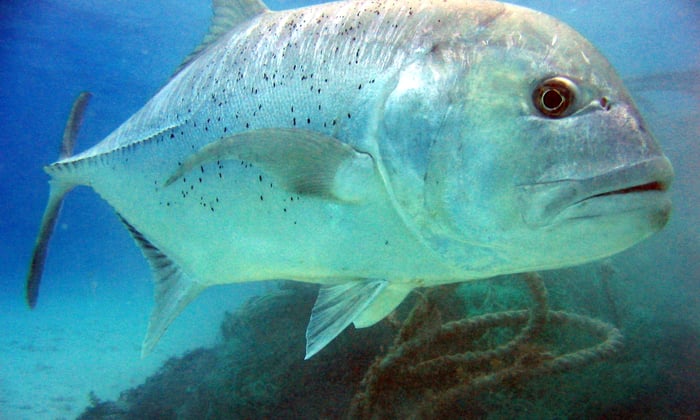 Giant trevally in the Seychelles, as seen on Blue Planet 2