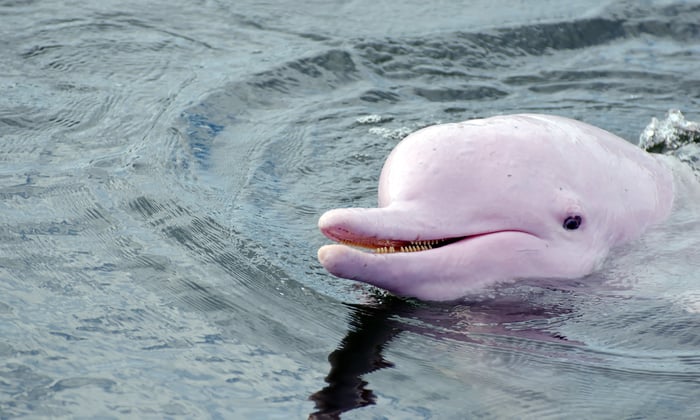Pink dolphin in the Amazon river