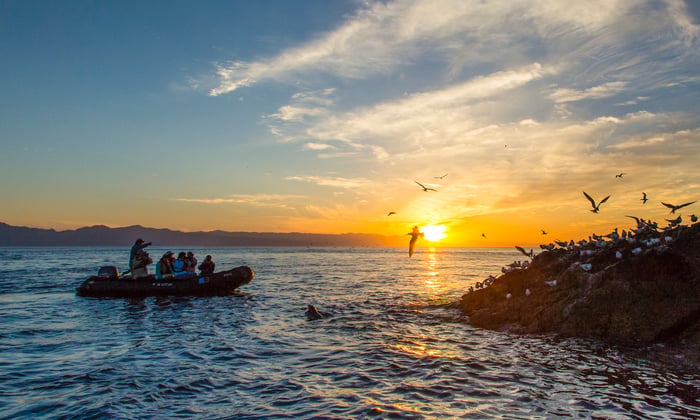 Lindblad Expeditions - Birdlife in the Sea of Cortez