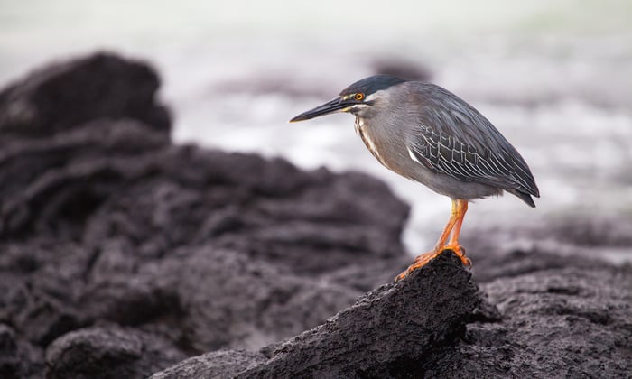 A lava heron in the Galápagos Islands