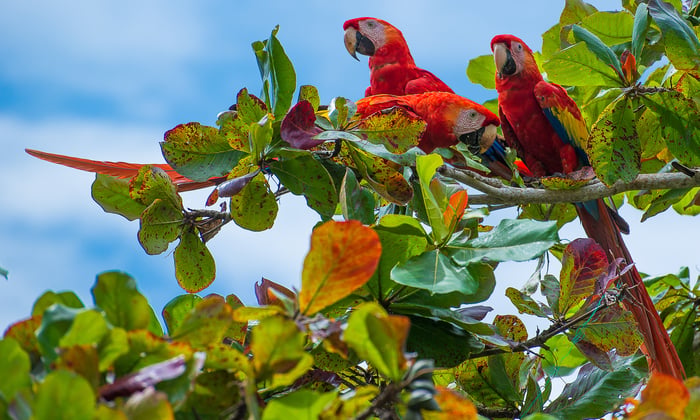  iconic wildlife species you can see on an expedition cruise