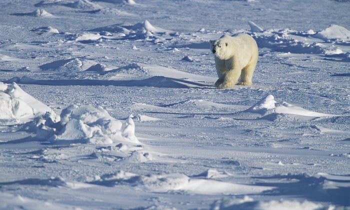 polar bear in the yukon canada