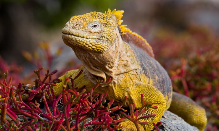 Land Iguana on Fernandina, Galapagos 